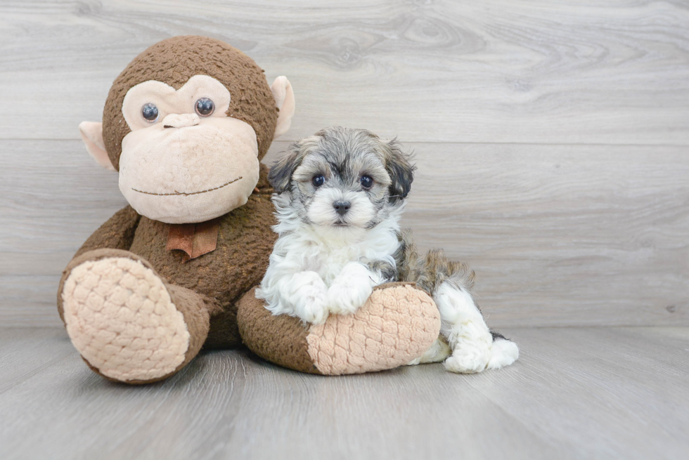 Hypoallergenic Maltese Poodle Poodle Mix Puppy