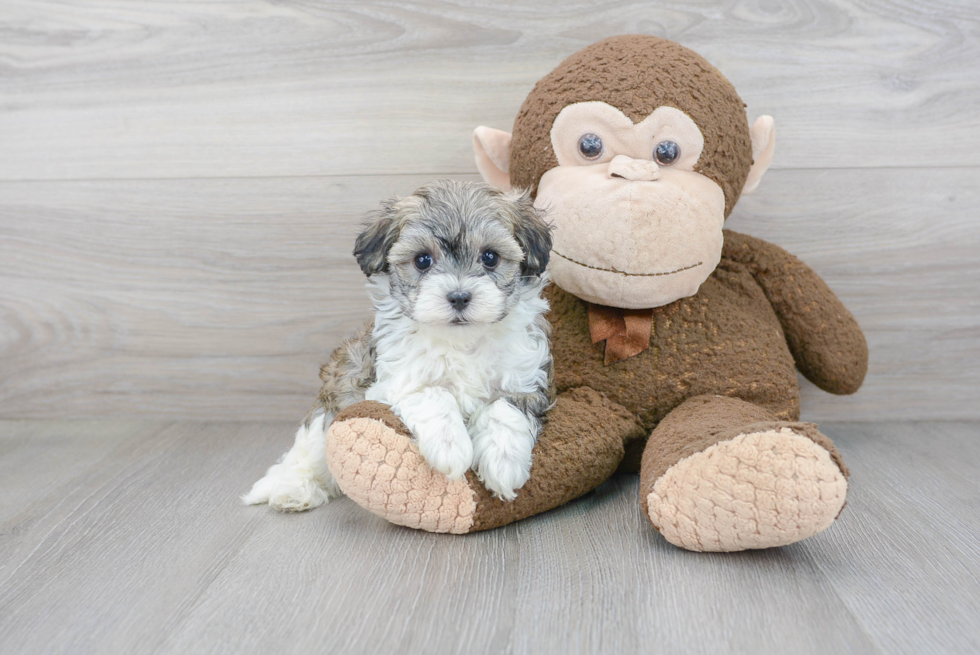 Funny Maltipoo Poodle Mix Pup