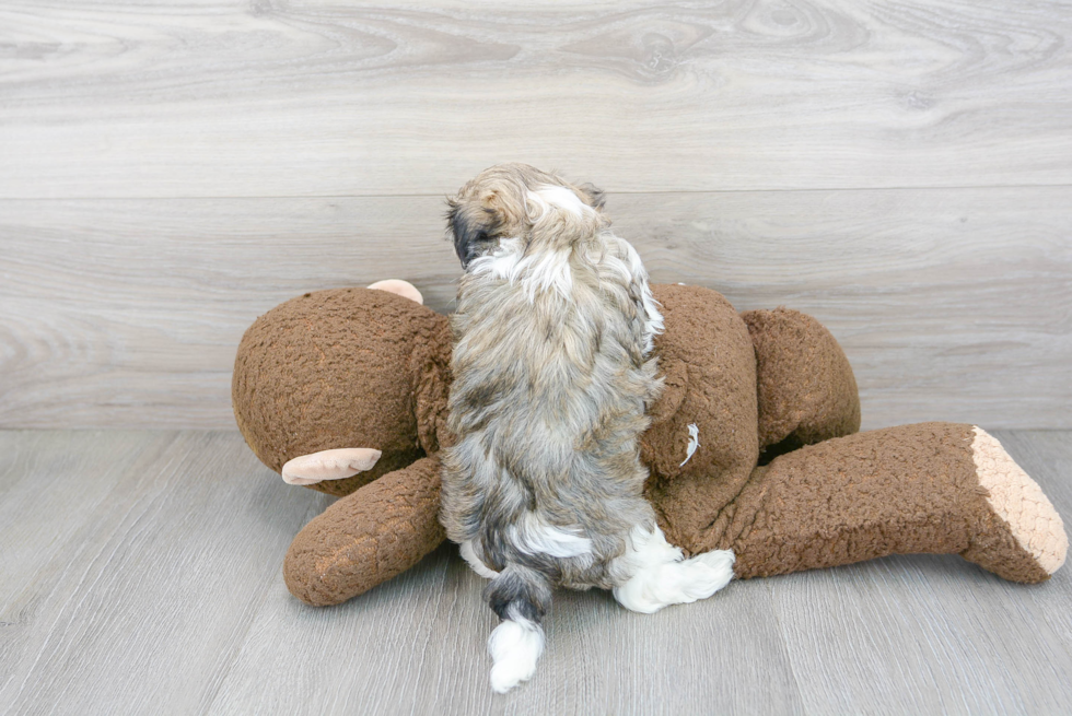 Happy Maltipoo Baby