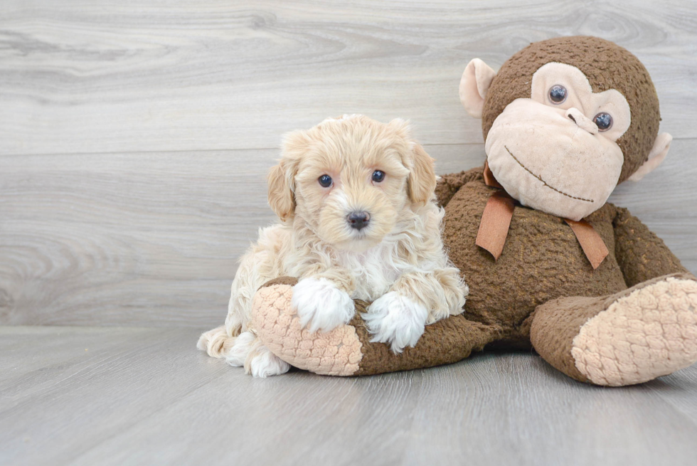 Maltipoo Pup Being Cute