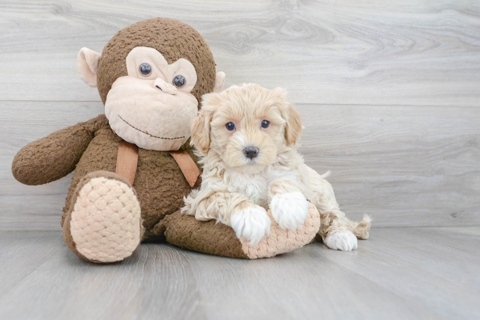 Adorable Maltese Poodle Poodle Mix Puppy