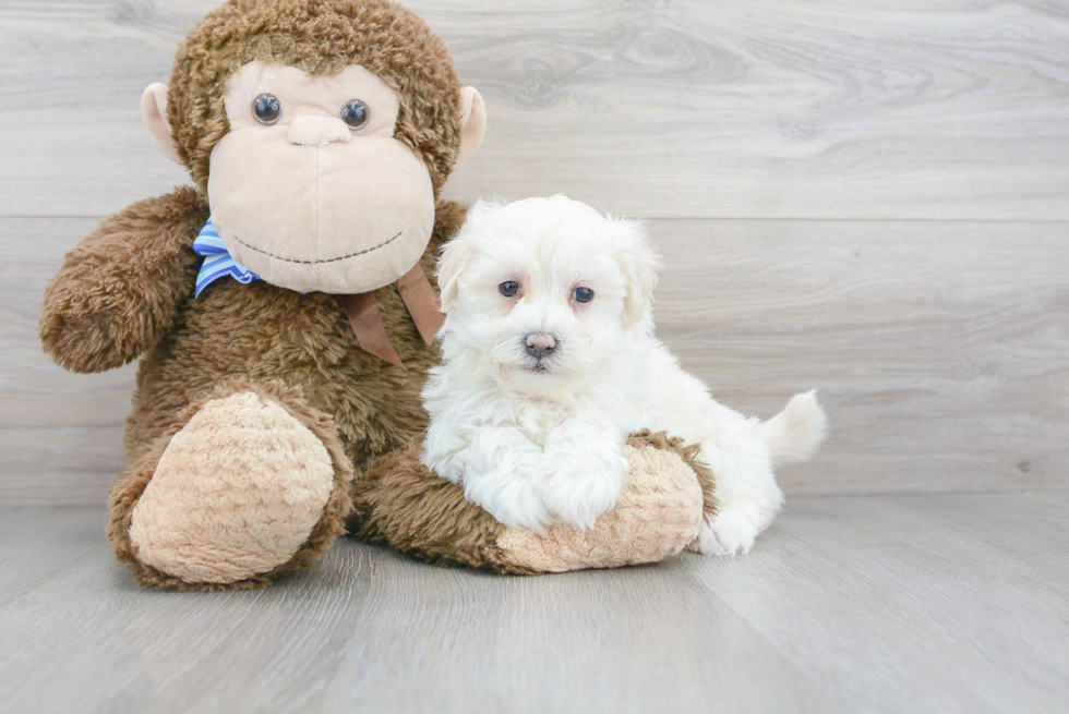 Hypoallergenic Maltese Poodle Poodle Mix Puppy