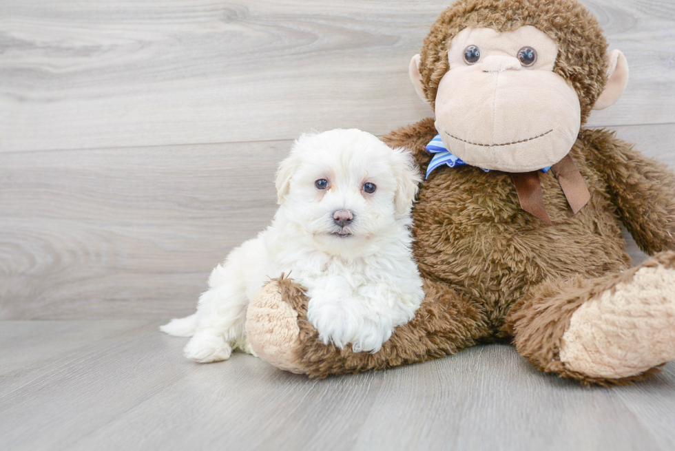 Maltipoo Puppy for Adoption