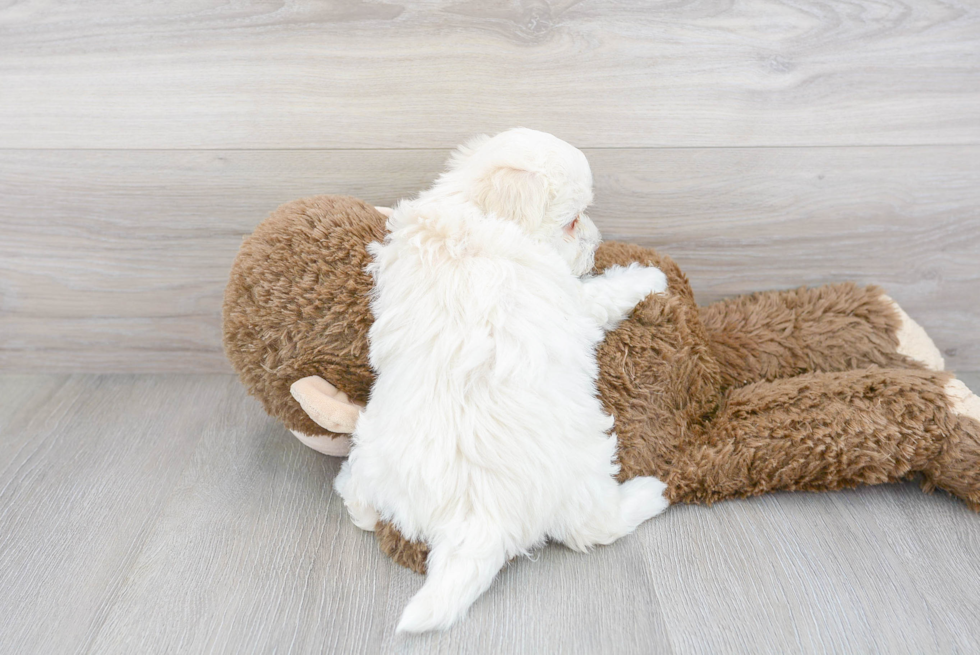 Maltipoo Pup Being Cute