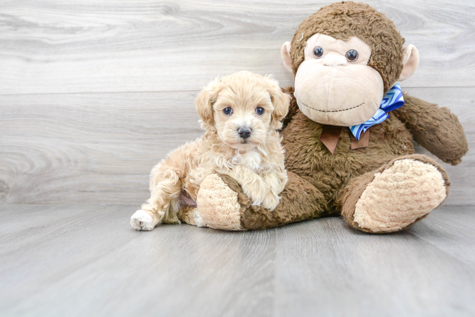 Smart Maltipoo Poodle Mix Pup