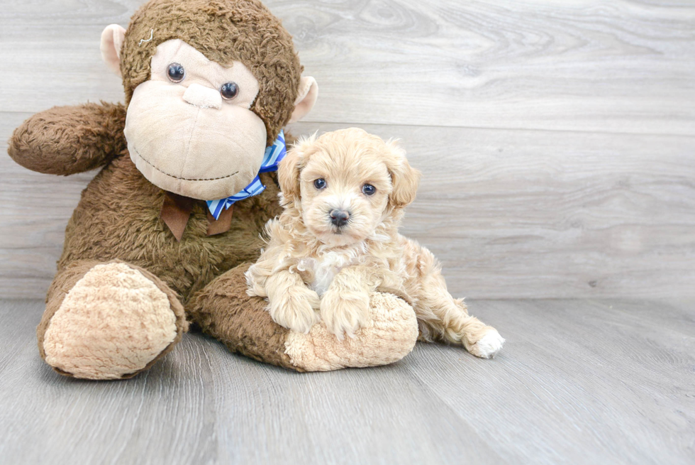 Popular Maltipoo Poodle Mix Pup