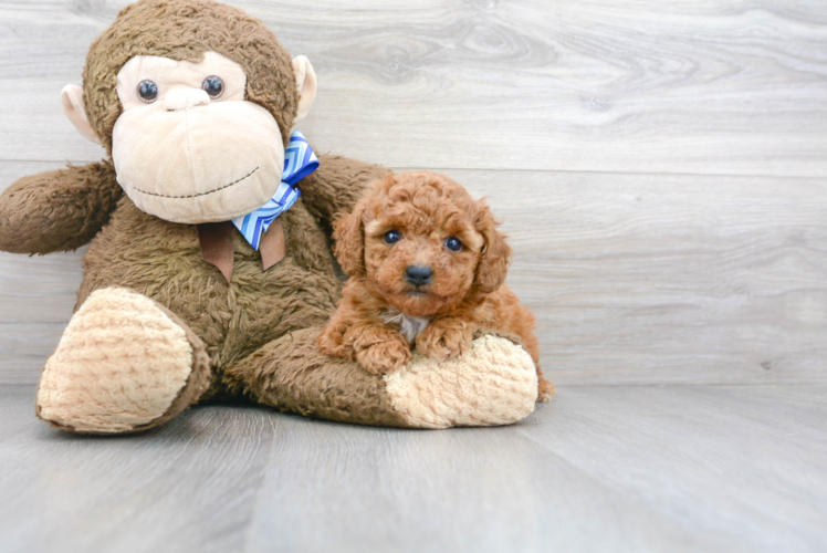 Maltipoo Pup Being Cute