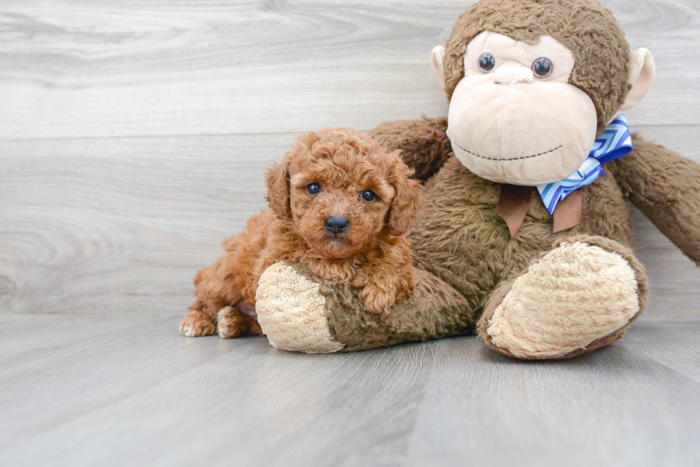 Popular Maltipoo Poodle Mix Pup