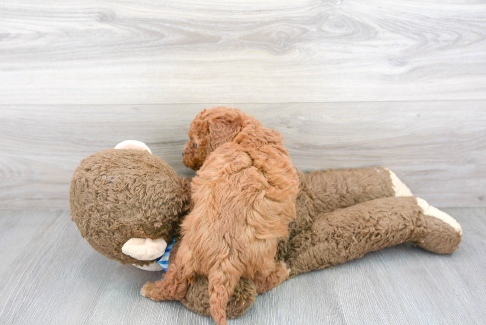 Popular Maltipoo Poodle Mix Pup