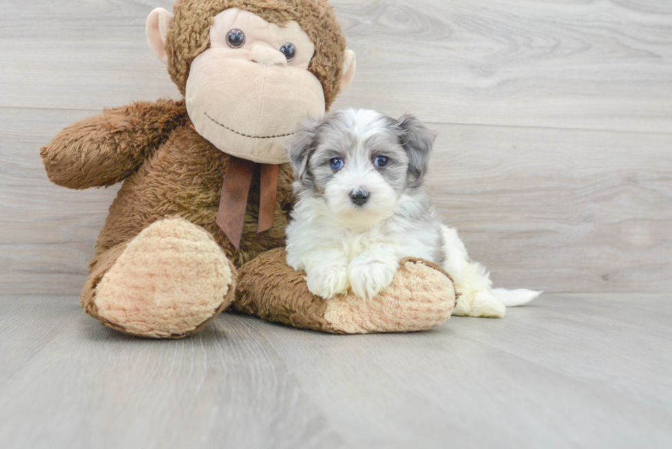 Best Maltipoo Baby