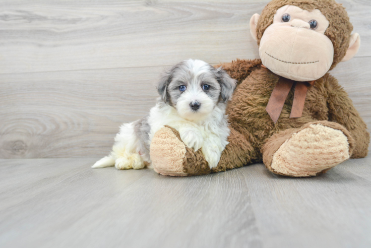 Maltipoo Pup Being Cute