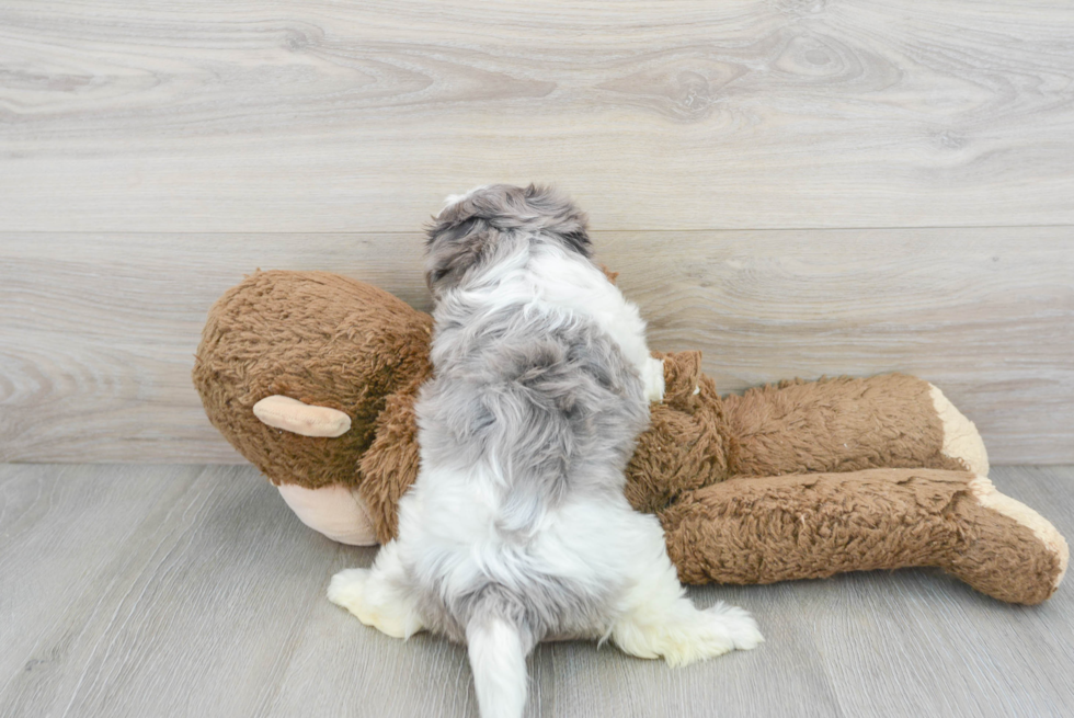 Maltipoo Pup Being Cute