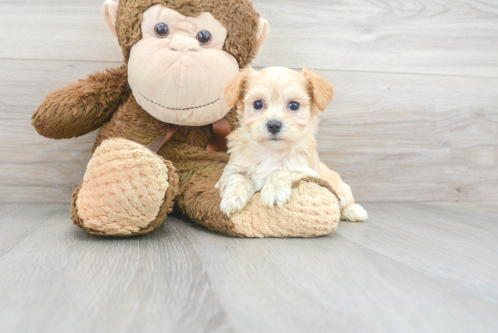 Maltipoo Pup Being Cute