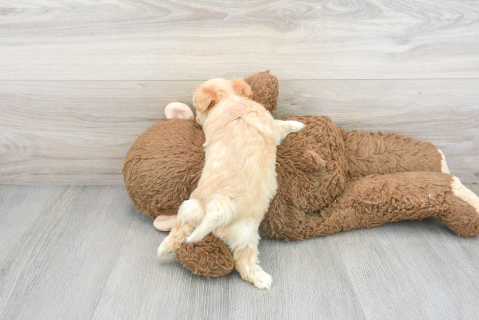 Playful Maltese Poodle Poodle Mix Puppy