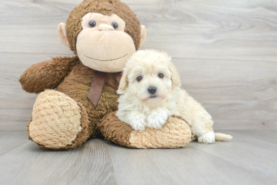 Adorable Maltepoo Poodle Mix Puppy