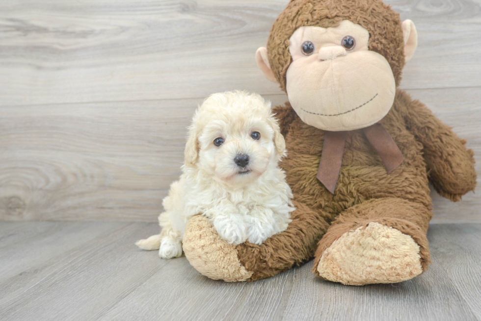 Maltipoo Puppy for Adoption