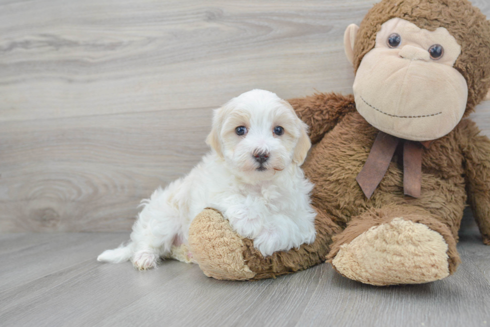 Best Maltipoo Baby