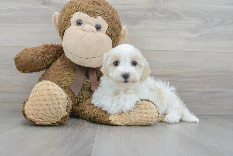 Best Maltipoo Baby