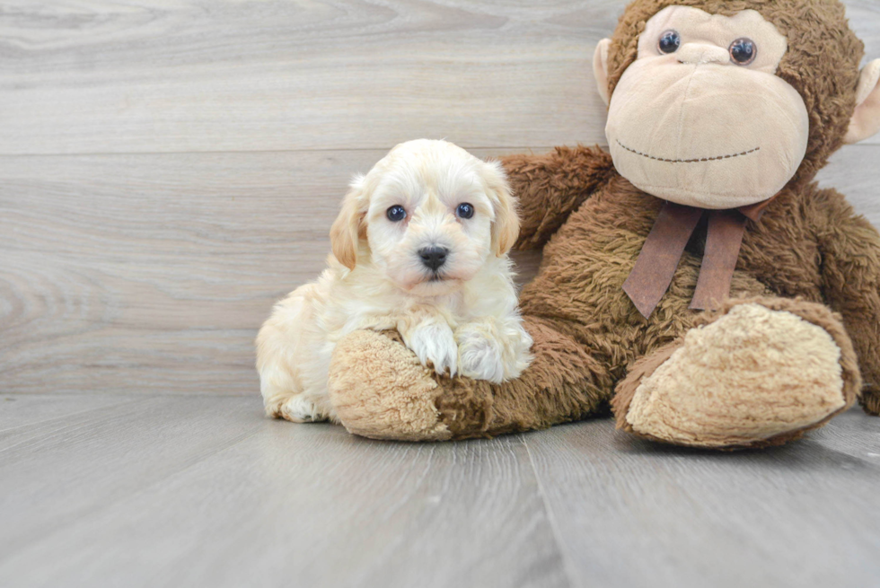 Maltipoo Puppy for Adoption