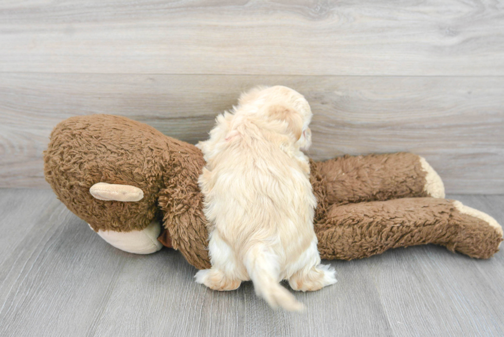 Playful Maltepoo Poodle Mix Puppy