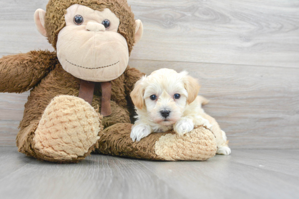 Best Maltipoo Baby