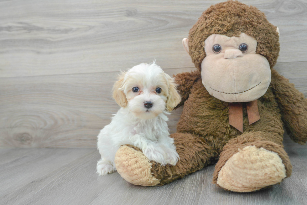 Maltipoo Puppy for Adoption