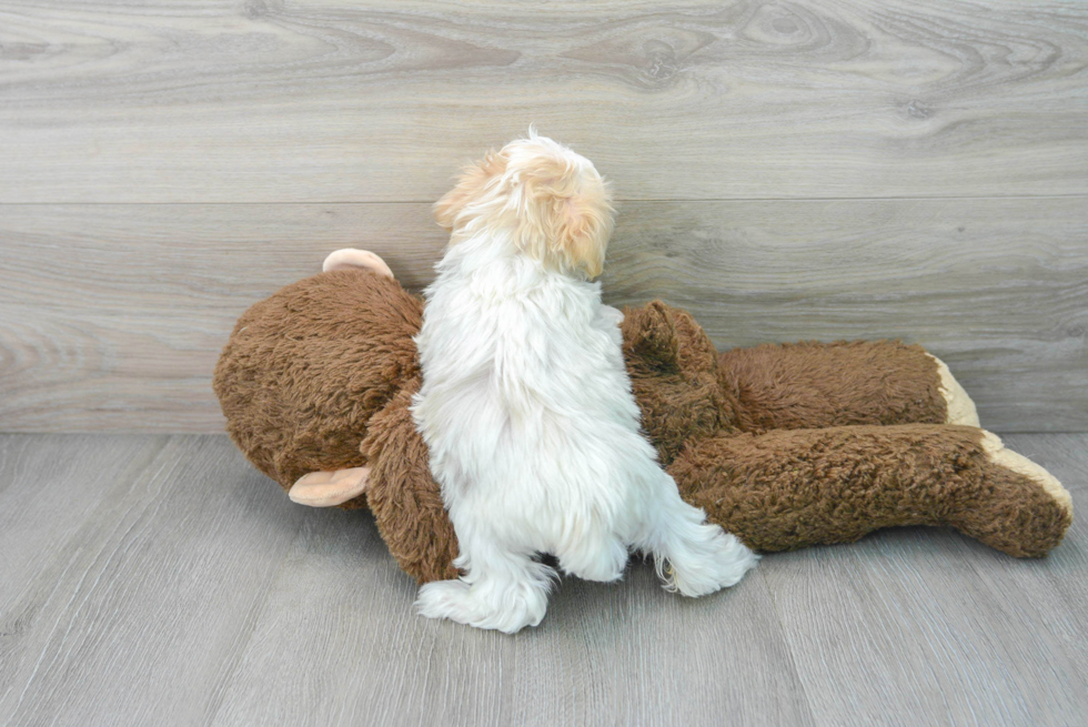 Maltipoo Pup Being Cute