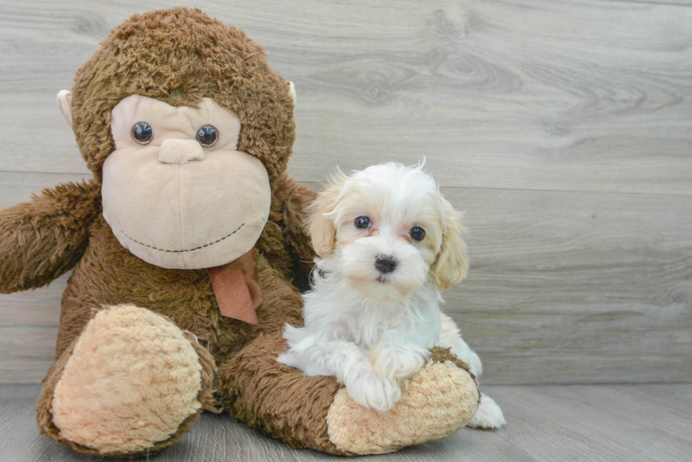 Best Maltipoo Baby