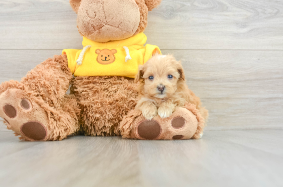 5 week old Maltipoo Puppy For Sale - Premier Pups