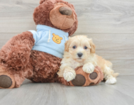 8 week old Maltipoo Puppy For Sale - Premier Pups