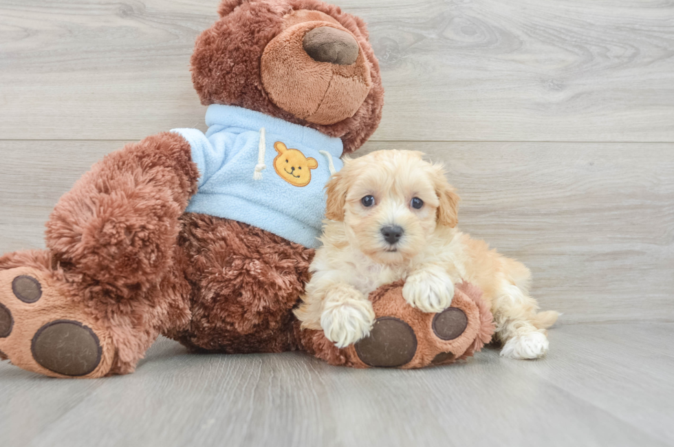 7 week old Maltipoo Puppy For Sale - Premier Pups