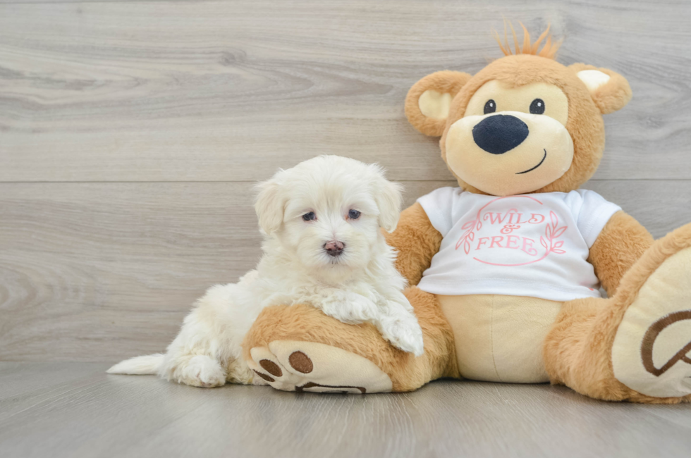 6 week old Maltipoo Puppy For Sale - Premier Pups