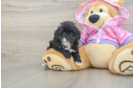 Sweet Maltipoo Baby