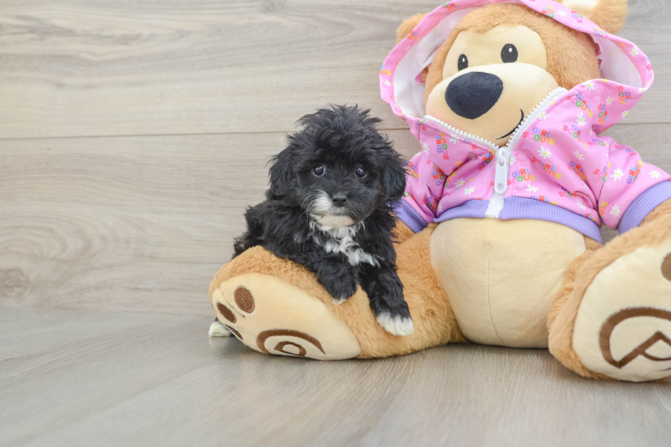 Sweet Maltipoo Baby
