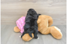 Playful Maltepoo Poodle Mix Puppy