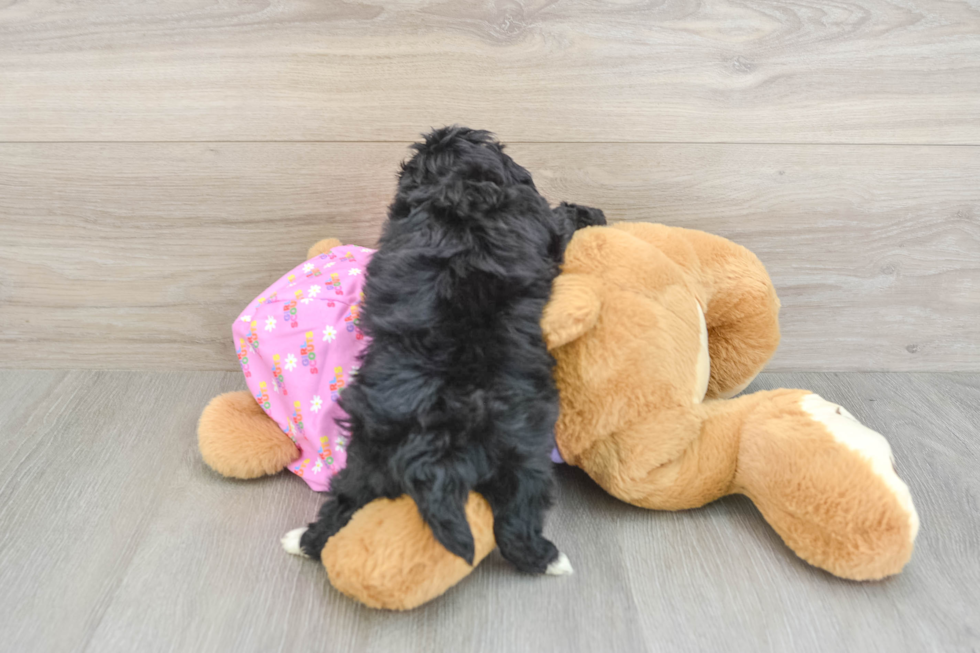 Playful Maltepoo Poodle Mix Puppy