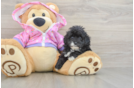 Maltipoo Pup Being Cute