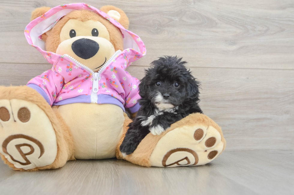5 week old Maltipoo Puppy For Sale - Premier Pups