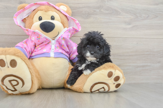 Maltipoo Pup Being Cute
