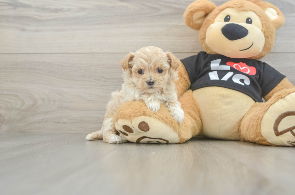 6 week old Maltipoo Puppy For Sale - Premier Pups