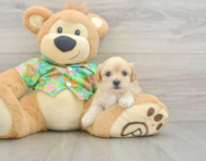 9 week old Maltipoo Puppy For Sale - Premier Pups
