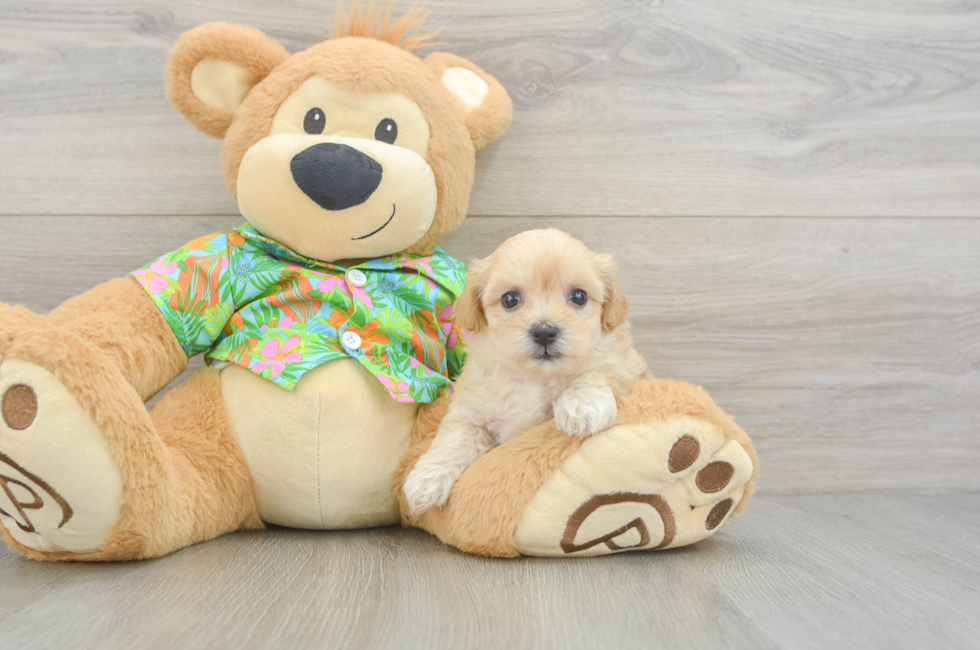 6 week old Maltipoo Puppy For Sale - Premier Pups