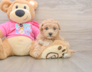 6 week old Maltipoo Puppy For Sale - Premier Pups