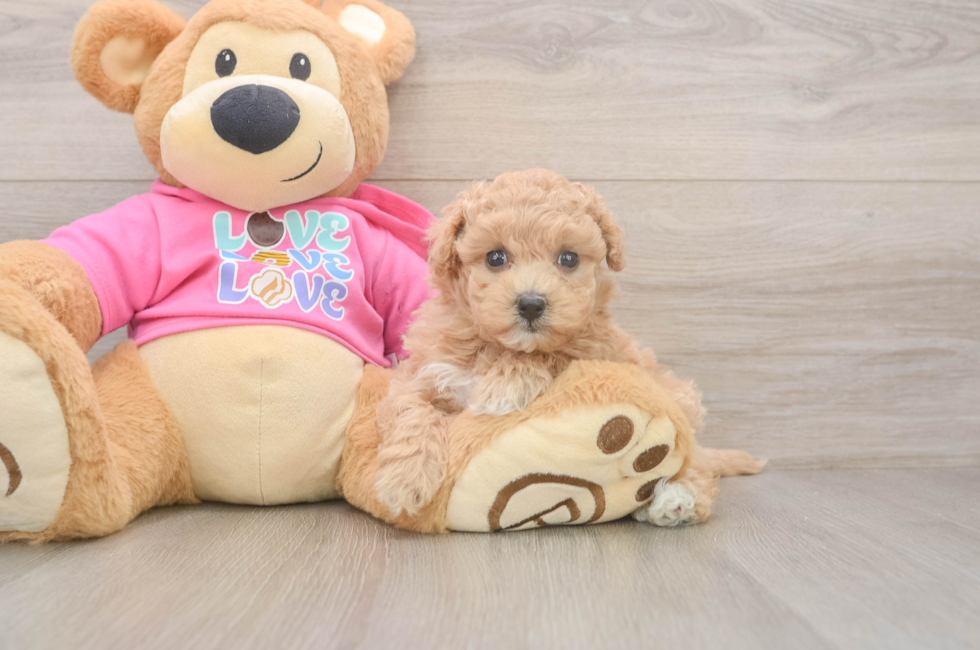 5 week old Maltipoo Puppy For Sale - Premier Pups