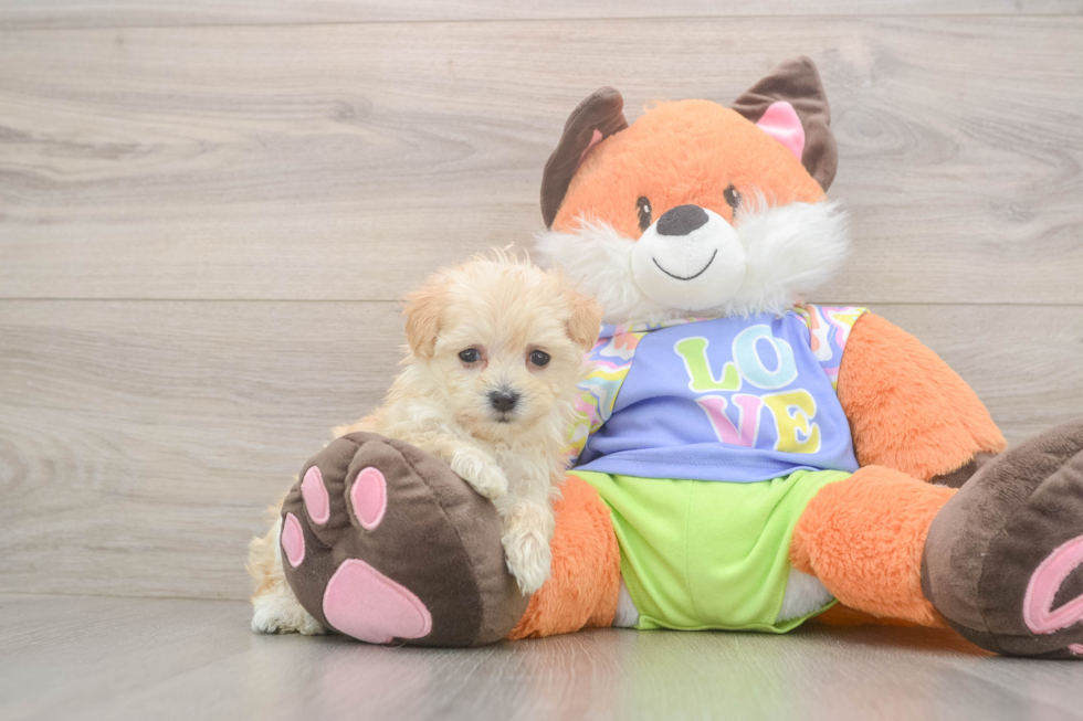 Happy Maltipoo Baby