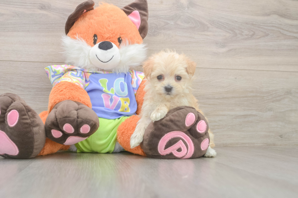 5 week old Maltipoo Puppy For Sale - Premier Pups