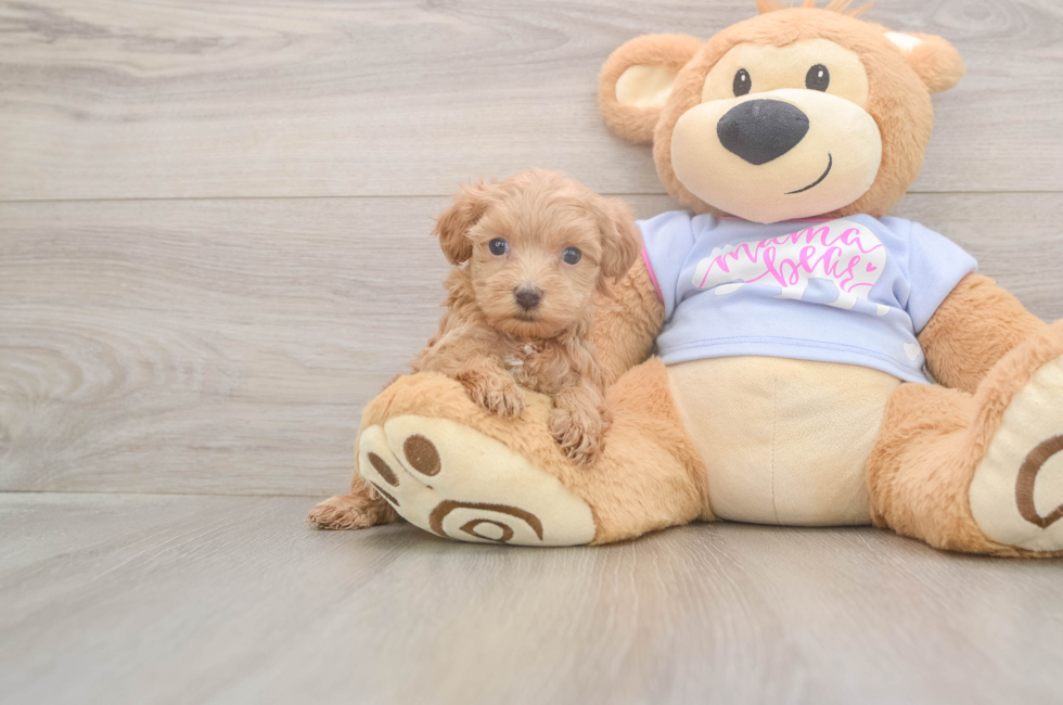 5 week old Maltipoo Puppy For Sale - Premier Pups