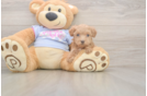 Sweet Maltipoo Baby