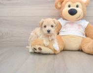 7 week old Maltipoo Puppy For Sale - Premier Pups