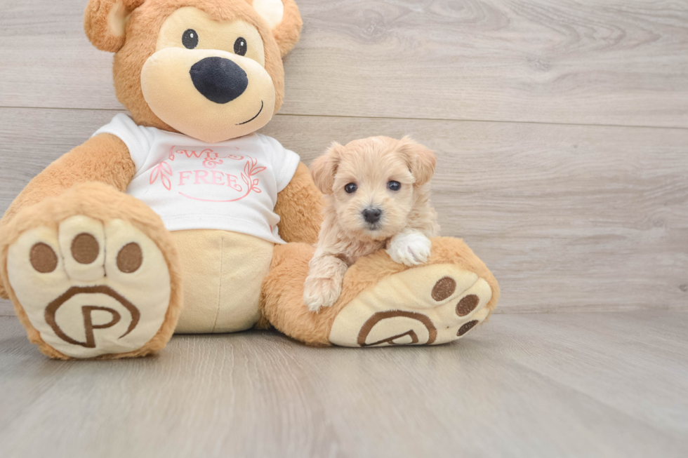 Energetic Malt Oodle Poodle Mix Puppy